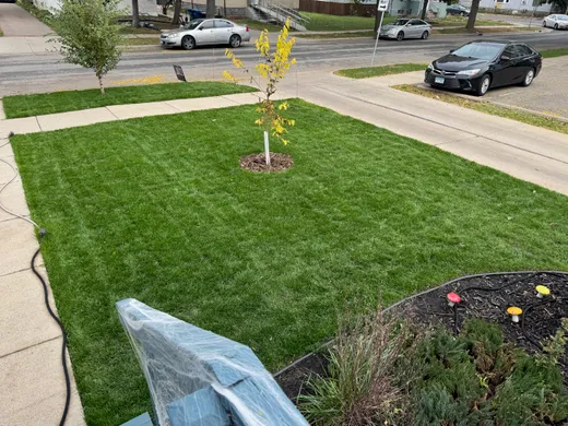Front lawn after renovation